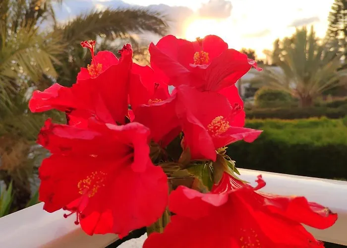 Sweet Coral Bay Sea View 3 Stocks Paphos * Peja